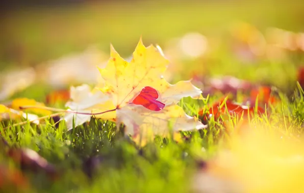 Autumn, grass, macro, light, nature, yellow, Leaves, heart