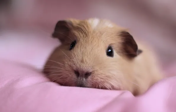 Picture FACE, LIES, ANIMAL, GUINEA PIG