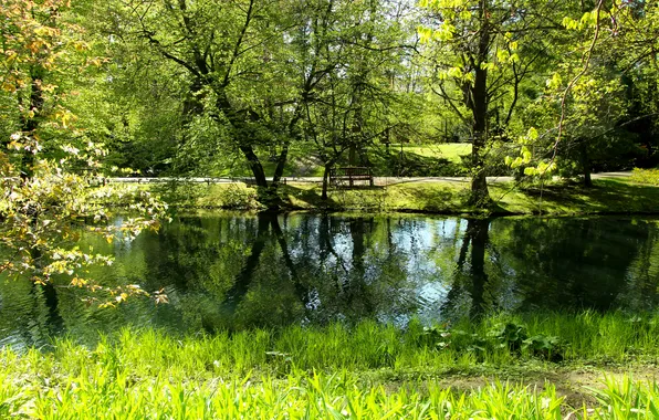Trees, water, park, spring, pond