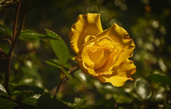 Picture rose, Bush, petals, Bud