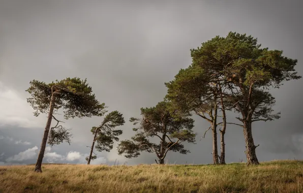 Field, the sky, trees, clouds, overcast, pine, dry grass