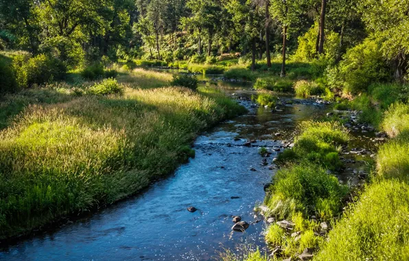 Greens, forest, summer, grass, the sun, trees, stream, stones