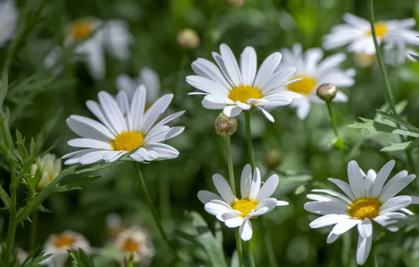 Picture field, summer, leaves, light, flowers, glade, chamomile, blur