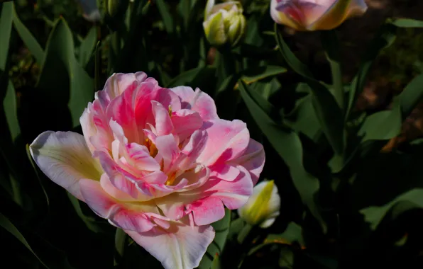 Flower, light, bright, heat, pink, Tulip, spring, Bud