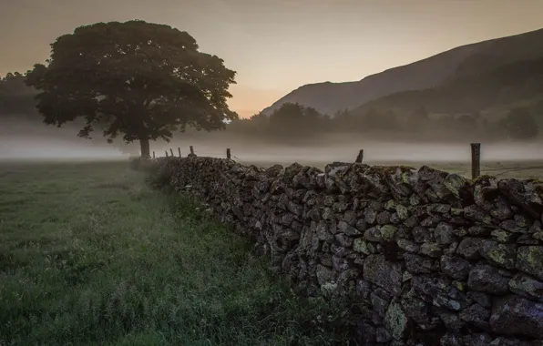 Trees, fog, dawn, morning, fence