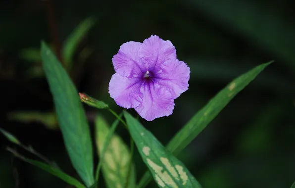 Greens, foliage, Color Purple