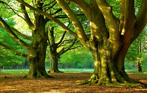 Forest, grass, trees, Park