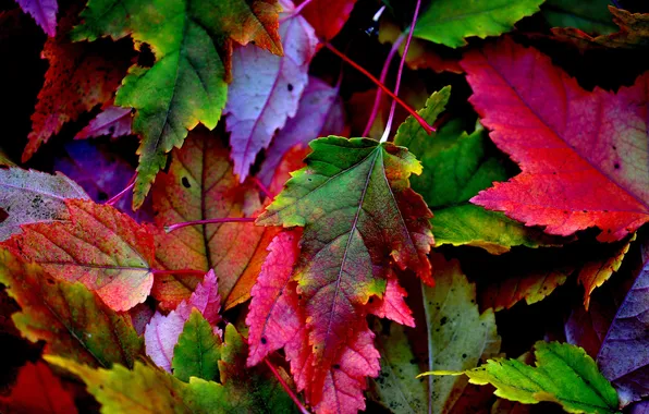 Picture autumn, leaves, nature, paint, the crimson