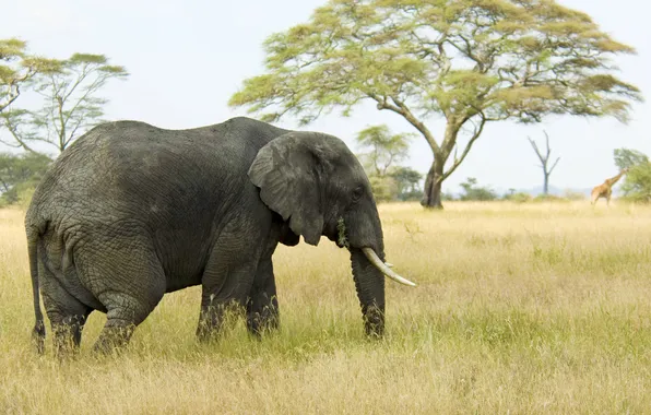 Picture elephant, Africa, Safari