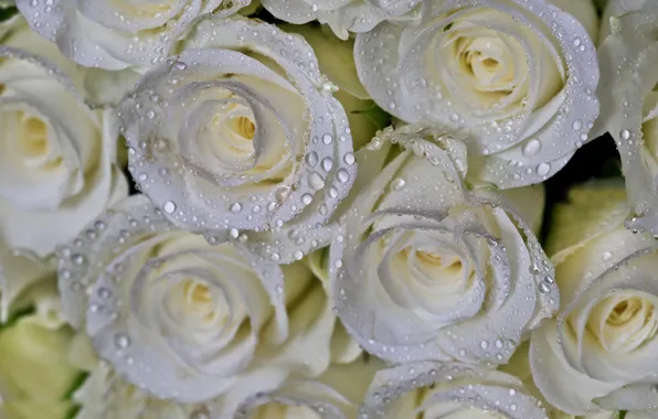 Drops, macro, roses, bouquet