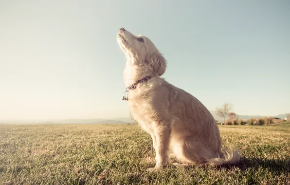 Field, trees, dog, collar, trees, field, dog, farm