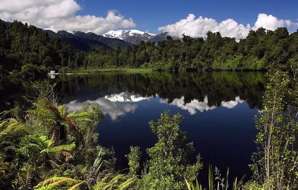 Picture forest, landscape, nature, mountain lake