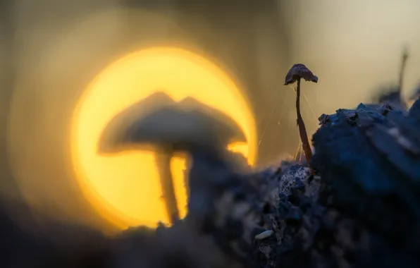 Light, nature, mushroom