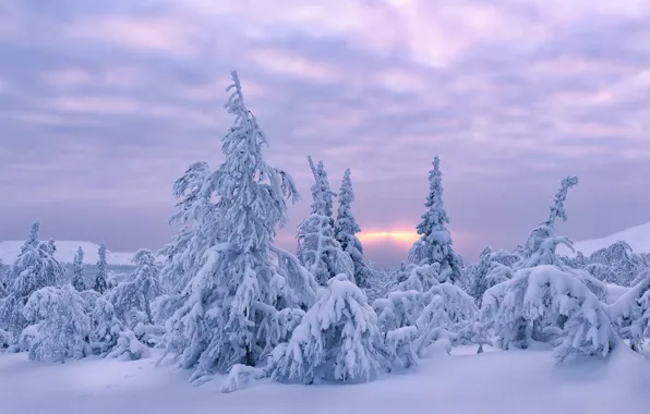 Picture winter, snow, trees, dawn, morning, Russia, Ural, Irina Abaturova