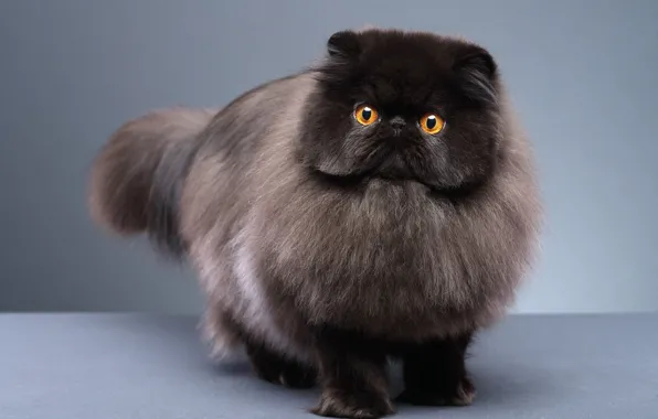 Cat, cat, look, pose, black, fluffy, grey background, face