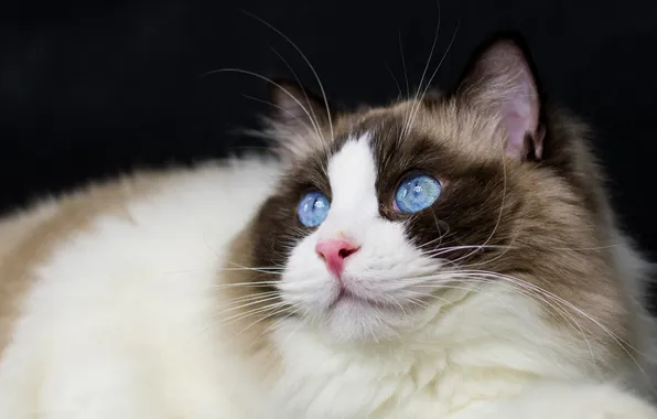 Cat, cat, look, pose, the dark background, portrait, blue eyes, face