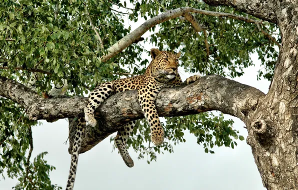 Branches, nature, foliage, predator, leopard, lies, resting, on the tree