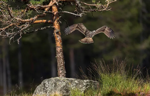 Forest, grass, light, flight, nature, the dark background, tree, bird