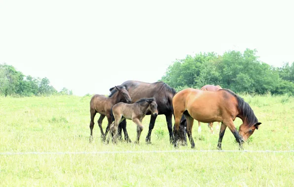 Picture animal, horse, animal, horse, handsome, handsome