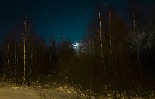 Picture winter, forest, the sky, clouds, snow, trees, nature, the moon