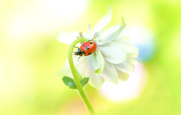 Picture white, macro, flowers, yellow, red, background, ladybug, beetle