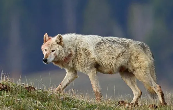 Nature, predator, animal, wolf, wildlife, portrait, portrait., Canis lupus. face