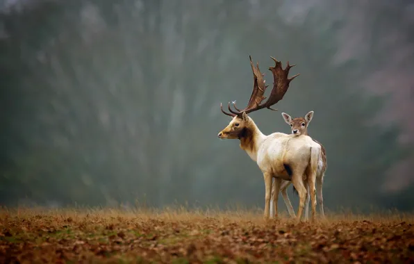 Autumn, nature, deer