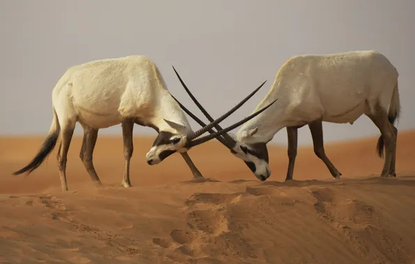 Picture desert, the opposition, battle, battle, fight, Sands, The Arabian Oryx (Oryx leucoryx)