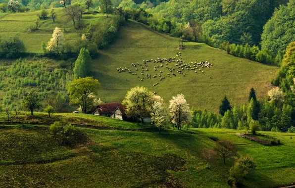 Picture forest, nature, hills, sheep, home, spring, morning, flock