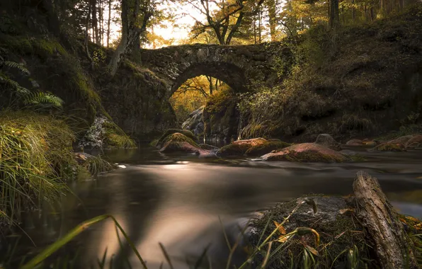 Bridge, nature, river