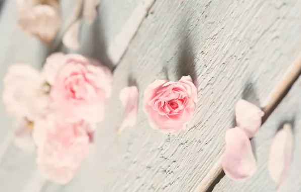 Board, rose, petals