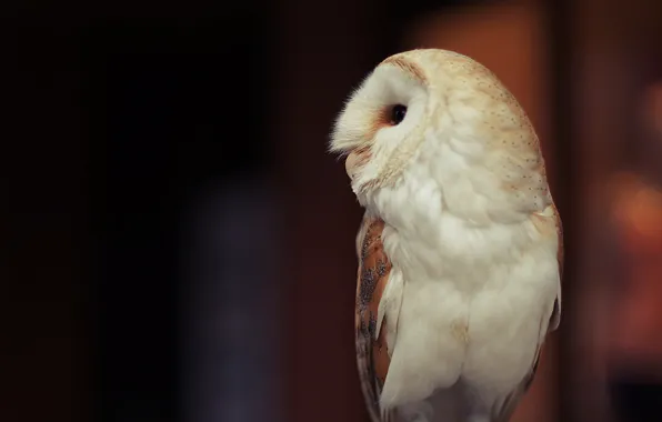 Owl, feathers, white