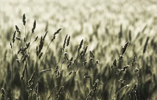 Field, macro, nature, photo, spikelets, ears, pictures desktop widescreen