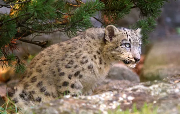 Cat, branches, IRBIS, snow leopard, cub, kitty, pine