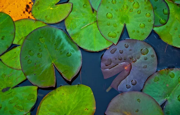 Leaves, drops, macro, pond