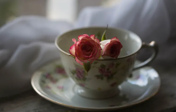 Flower, rose, Bud, Cup
