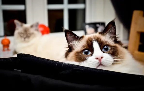 Cat, cat, look, face, room, Windows, portrait, lies