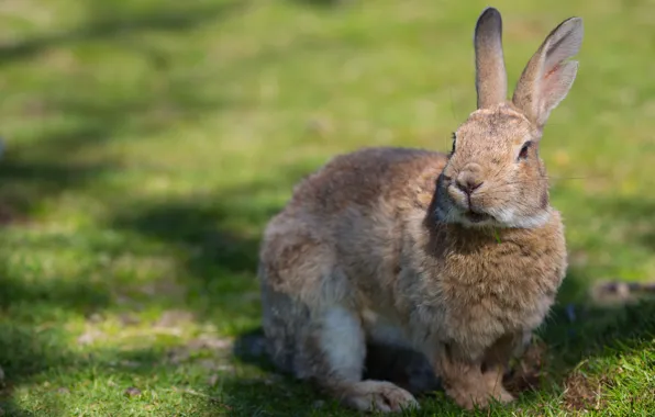 Summer, rabbit, weed