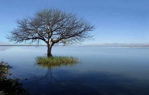 Landscape, lake, tree