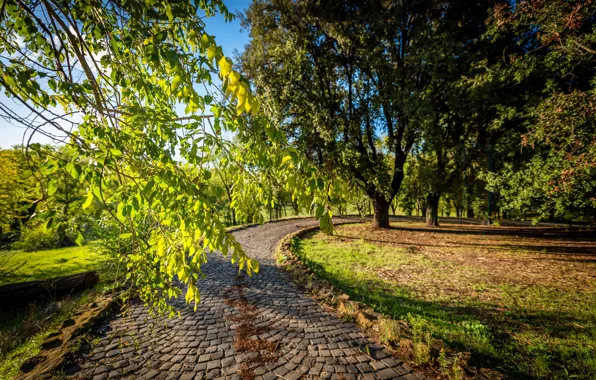 Picture trees, branches, Park, track