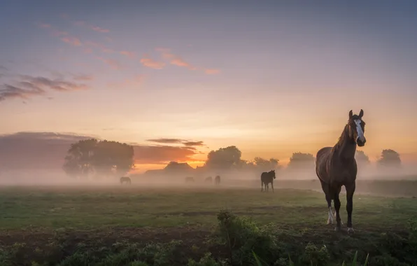 Field, summer, the sky, landscape, nature, fog, dawn, horses