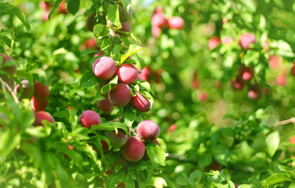 Summer, leaves, fruit, plum