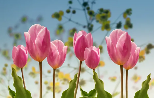 Spring, Tulips, garden.
