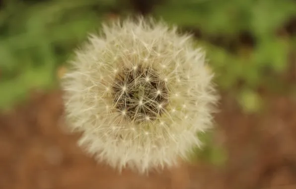 Flower, macro, dandelion, spring, flowering, flower, macro, bokeh