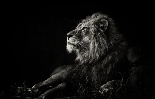 Black, lion, black and white, wildlife, mammal, monochrome 1920x1080px (1080P) free download