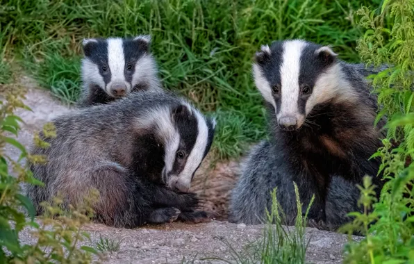 Grass, look, trio, badger, faces, badgers, three badgers
