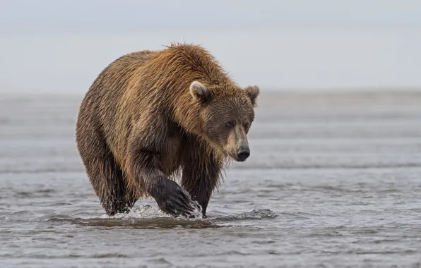 Picture water, nature, brown bear, mammal