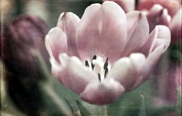 Flowers, style, background