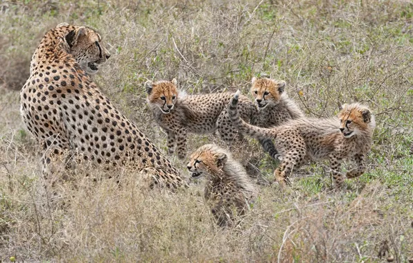 Picture kittens, cheetahs, motherhood, family, cubs