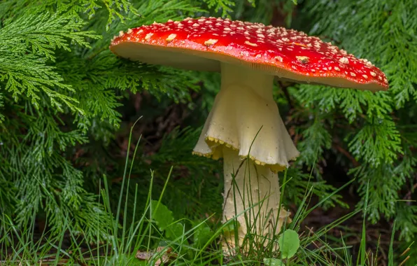 Picture forest, macro, mushroom, mushroom, toadstool